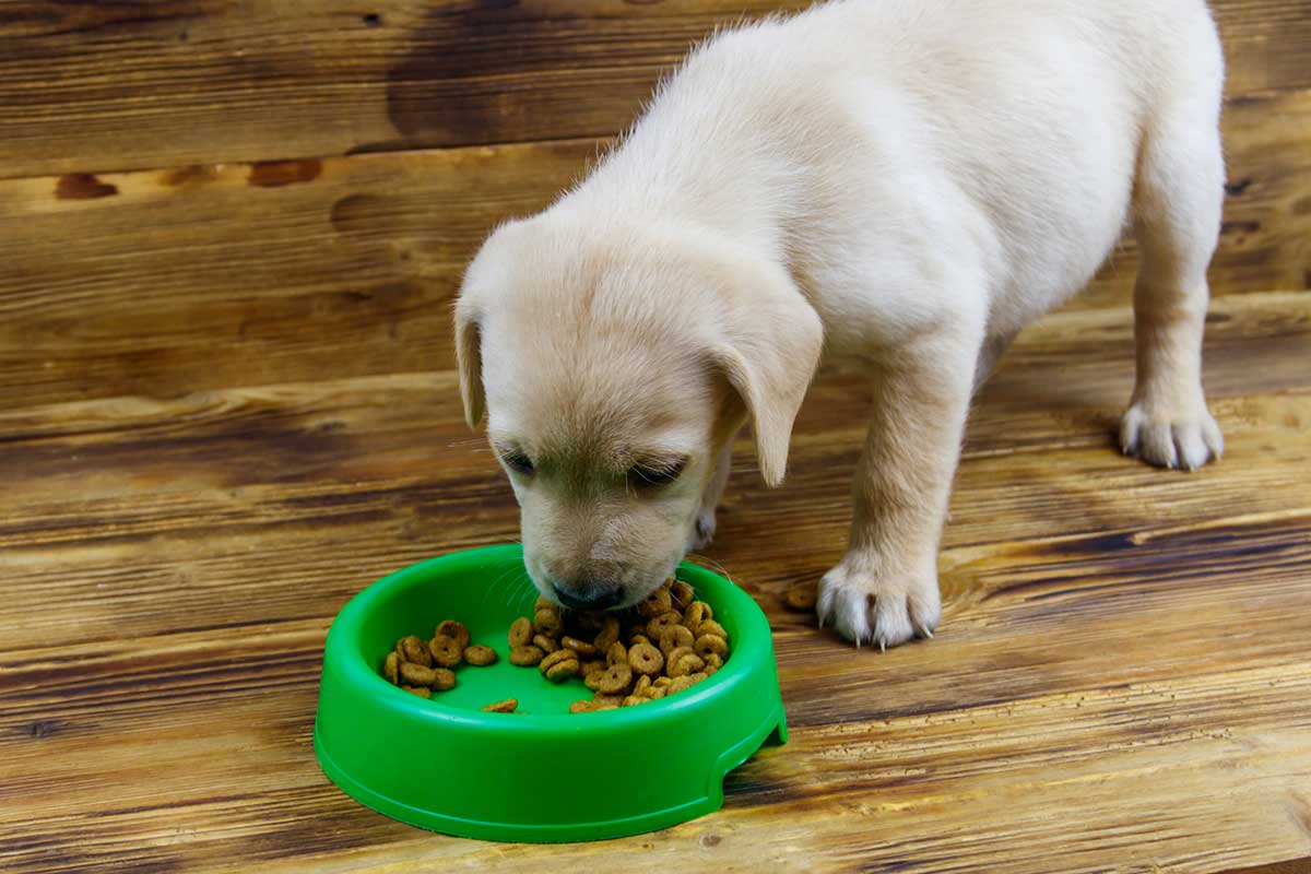 Pet Soin 1 Pet Soin -Pet Soin When To Stop Soaking Puppy Food