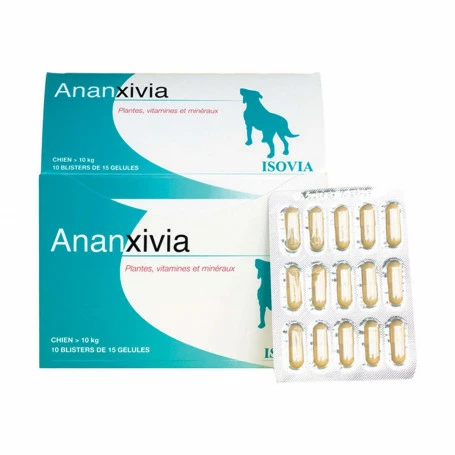 ISOVIA Ananxivia Grand Chien 1 ISOVIA Ananxivia Grand Chien