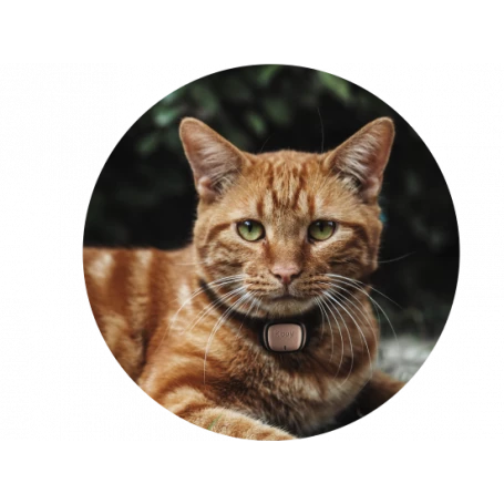 Materiel Collier GPS/moniteur D'activité Kippy Evo Pour Chien Et Chat 3 Materiel Collier GPS/moniteur D'activité Kippy Evo Pour Chien Et Chat – Image 3