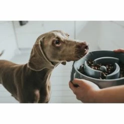 Materiel Gamelle Anti-glouton Hunter Atlanta 6 Materiel Gamelle Anti-glouton Hunter Atlanta -Pet Soin gamelle anti glouton hunter atlanta 2