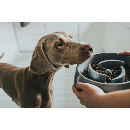 Materiel Gamelle Anti-glouton Hunter Atlanta 3 Materiel Gamelle Anti-glouton Hunter Atlanta – Image 3