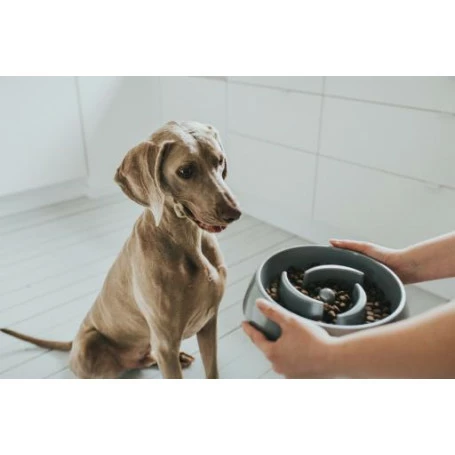 Materiel Gamelle Anti-glouton Hunter Atlanta 4 Materiel Gamelle Anti-glouton Hunter Atlanta – Image 4