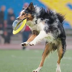 Knfe Dog Toy Ball Non Toxique Resistant Toy Ball Pour Chiens Chiots Dog Food Treat Feeder Tooth Cleaning Ball Dog Exercise Game Ball Iq Training Ball -Pet Soin 185603542 max 1