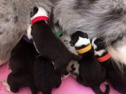 Giveuphesit 15 Pcs Colliers Pour Chiots, Colliers Réglables Pour Chatons Pour Chiots Set Collar Puppy Utilisé Pour Les Animaux De Compagnie Nouveau-nés Puppy Dog Identification Dog Tags, Nylon Multicolore 8 Giveuphesit 15 Pcs Colliers Pour Chiots, Colliers Réglables Pour Chatons Pour Chiots Set Collar Puppy Utilisé Pour Les Animaux De Compagnie Nouveau-nés Puppy Dog Identification Dog Tags, Nylon Multicolore -Pet Soin 188882528 max