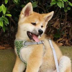 Unbranded Pet Dog Harness Vest Leash Antidéflagrant Reflective Respirant Poitrine Collier -Pet Soin 259377108 max