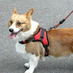 Hono Pet Dog Leash Traction Harnais De Poitrine Drag Explosion-proof Leopard-s Aespa -Pet Soin 275398327 max