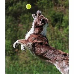 Unbranded 6pcs Dog Toy Resistance Training Ball 8 Unbranded 6pcs Dog Toy Resistance Training Ball -Pet Soin 312858415 max
