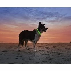 Unbranded Led Light Dog Collier Usb Rechargeable - Longueur Réglable Collier De Sécurité Pour Chiens Et Chats - 3 Mo -Pet Soin 312866088 max