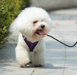 Unbranded Walk-in Air Dog Harness-small And Medium-sized Dog Walk-in Vest (Violet) 5 Unbranded Walk-in Air Dog Harness-small And Medium-sized Dog Walk-in Vest (Violet) -Pet Soin 316905570 max