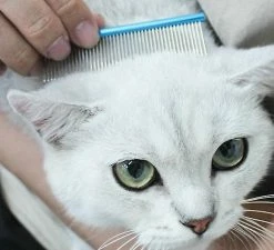 Unbranded Pet Dog Comb Sleek Pointed Tail Design Grooming Comb Pour Chat Hirsute Chiens Barber Outil De Toilettage (bleu) -Pet Soin 322686412 max