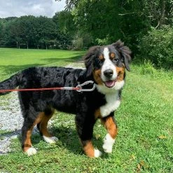 Yskaze Pet Heavy Duty Reflective Dog Leash Lead Runner Pour Chiens -Pet Soin 360452253 max