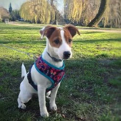 Yskaze Pet Heavy Duty Reflective Dog Leash Lead Runner Pour Chiens -Pet Soin 360452652 max