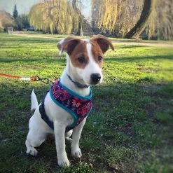 Yskaze Pet Heavy Duty Reflective Dog Leash Lead Runner Pour Chiens 7 Yskaze Pet Heavy Duty Reflective Dog Leash Lead Runner Pour Chiens -Pet Soin 360453170 max