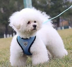 Unbranded Dog Car Vest Harness Seatbelt Set, Dog Car Adjustable Pet Harness With Safety Seat Belt, Double Respirable Mesh Fabric Harness For Small Medium Large 7 Unbranded Dog Car Vest Harness Seatbelt Set, Dog Car Adjustable Pet Harness With Safety Seat Belt, Double Respirable Mesh Fabric Harness For Small Medium Large -Pet Soin 388794101 max