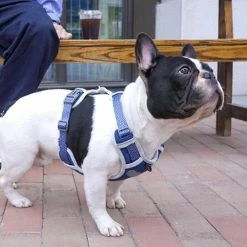 Unbranded Dog Chest Harness Traction Corde Gilet Respirant Pour Animaux De Compagnie 7 Unbranded Dog Chest Harness Traction Corde Gilet Respirant Pour Animaux De Compagnie -Pet Soin 389270053 max