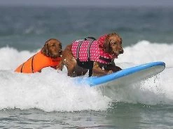 Unbranded Dog Life Vest Summer Printed Pet Life Jacket Dog Safety Clothes Dogs Swimwear Pets Safety Swimming Suit Ns2 4 Unbranded Dog Life Vest Summer Printed Pet Life Jacket Dog Safety Clothes Dogs Swimwear Pets Safety Swimming Suit Ns2 -Pet Soin 426256066 max