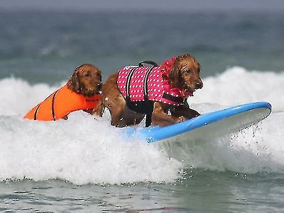 Unbranded Dog Life Vest Summer Printed Pet Life Jacket Dog Safety Clothes Dogs Swimwear Pets Safety Swimming Suit Ns2 2 Unbranded Dog Life Vest Summer Printed Pet Life Jacket Dog Safety Clothes Dogs Swimwear Pets Safety Swimming Suit Ns2 – Image 2