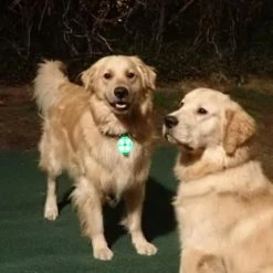 Hxetlv Led Dog Leashes Pendentif Éclairage Réglable Collier Usb Rechargeable Lumineux Pet Safe Soft -Pet Soin 464319054 max