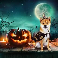 Unbranded Pet Halloween Outfits Dog Halloween Costumes Halloween Pet Clothes With Adjustable Witch Hat Capes Costume For Small Medium Dogs Cats Halloween Christ -Pet Soin 494817482 max