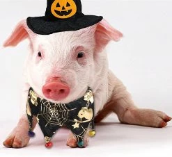Unbranded Pet Halloween Costumes, 2 Piece Dog Cat Bandana Neck With Bells Wizard Hat Adjustable Pet Cosplay Halloween Party Pet Costume 8 Unbranded Pet Halloween Costumes, 2 Piece Dog Cat Bandana Neck With Bells Wizard Hat Adjustable Pet Cosplay Halloween Party Pet Costume -Pet Soin 494818852 max