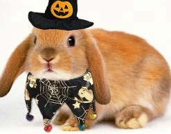 Unbranded Pet Halloween Costumes, 2 Piece Dog Cat Bandana Neck With Bells Wizard Hat Adjustable Pet Cosplay Halloween Party Pet Costume 9 Unbranded Pet Halloween Costumes, 2 Piece Dog Cat Bandana Neck With Bells Wizard Hat Adjustable Pet Cosplay Halloween Party Pet Costume -Pet Soin 494818934 max