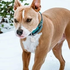 Dog Toys 2 Pièces Heilwiy De Plaques D’identité Avec Gravure. Adresse Tag Dog Dog Tag Cadeau Personnalisé Pet Id -Pet Soin 496012022 max