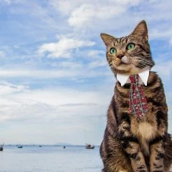 Redmiter Pet Tie Dog Tie Réglable Costume Dog Collar Ties Party Accessoires Costume De Noël -Pet Soin 499729844 max