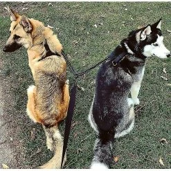 Blythe Double Leash For 2 Dogs, Dog Leash, Reflective, Training And Training, 360 Gift 9 Blythe Double Leash For 2 Dogs, Dog Leash, Reflective, Training And Training, 360 Gift -Pet Soin 503808974 max