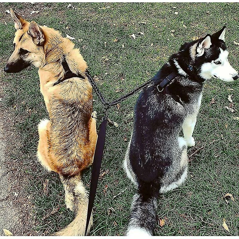 Blythe Double Leash For 2 Dogs, Dog Leash, Reflective, Training And Training, 360 Gift 5 Blythe Double Leash For 2 Dogs, Dog Leash, Reflective, Training And Training, 360 Gift – Image 5