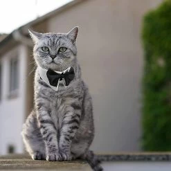 Unbranded Tux Dog Bowtie, 1 Pack Heilwiy Gift Blanc Doux Coton Chien Cravate Formelle -Pet Soin 515703515 max