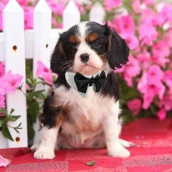 Unbranded Tux Dog Bowtie, 1 Pack Heilwiy Gift Blanc Doux Coton Chien Cravate Formelle -Pet Soin 515703529 max