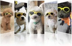 Lunettes De Soleil Schan Dog, Sangle Réglable Pour Lunettes De Soleil UV, Protection Imperméable à L’eau