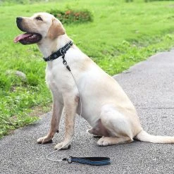 DEWENWILS Dww-dog Chew Leash Avec Poignée Rembourrée, Câble Métallique Pour Petits, Moyens Et Grands Chiens (bleu) -Pet Soin 523261945 max