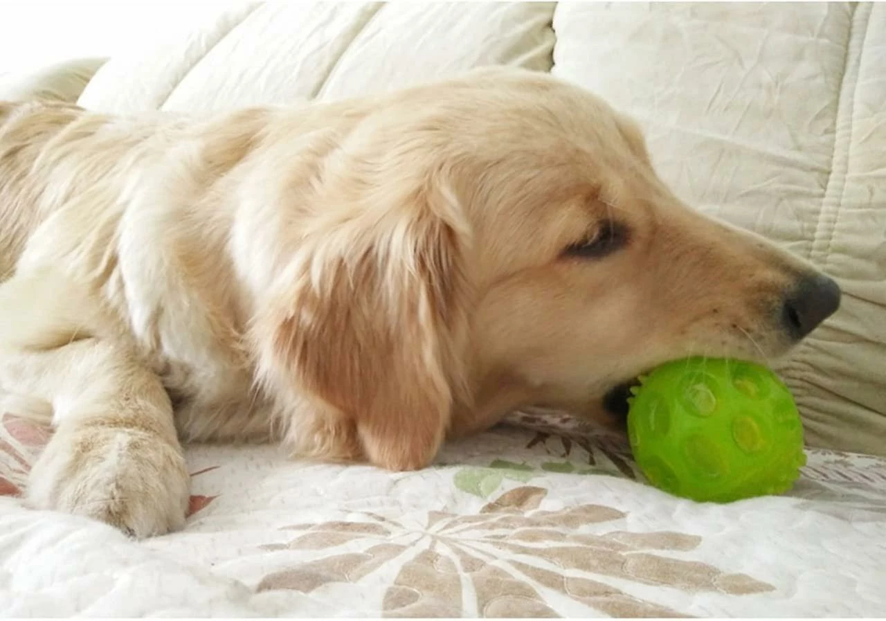 Unbranded Dog Ball, Jouet Pour Chien Avec Balle Couinante En Caoutchouc Naturel Avec Fonction Dentaire 3 Unbranded Dog Ball, Jouet Pour Chien Avec Balle Couinante En Caoutchouc Naturel Avec Fonction Dentaire – Image 3