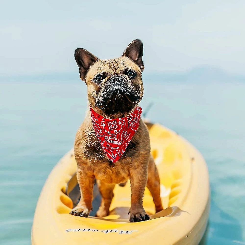 Unbranded Collier Froid Pour Chien, Capuche Pour Chien De Glace, Capuche Pour Chien Froid Pour Chien, Relax Blue Dog Collar Collier Pour Chien Collier Pour Chat 3 Unbranded Collier Froid Pour Chien, Capuche Pour Chien De Glace, Capuche Pour Chien Froid Pour Chien, Relax Blue Dog Collar Collier Pour Chien Collier Pour Chat – Image 3