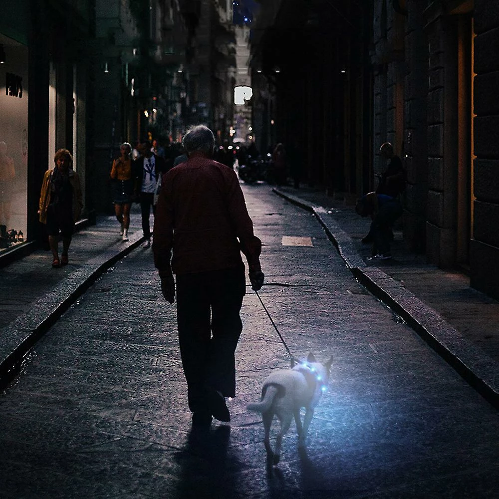 Lyjh Dog Collar Light - Collier Pour Chiot Rechargeable, Collier Pour Animal De Compagnie Brillant, Compatible Avec Les Petits Chiens De Taille Moyenne 5 Lyjh Dog Collar Light - Collier Pour Chiot Rechargeable, Collier Pour Animal De Compagnie Brillant, Compatible Avec Les Petits Chiens De Taille Moyenne – Image 5