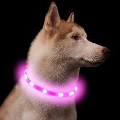 Unbranded Light Up Dog Collar, Clignotant Led Dog Collar Light, Usb Rechargeable Sécurité Dog Collar Lights Pour Le -Pet Soin 545951646 max