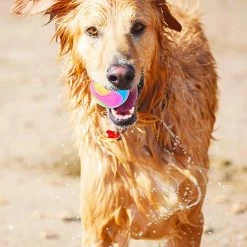 Unbranded Dog Ball Flash Glowing Dog Ball Changement De Couleur Bouncing Dog Flash Play Ball Jumping Dog Ball Interac 7 Unbranded Dog Ball Flash Glowing Dog Ball Changement De Couleur Bouncing Dog Flash Play Ball Jumping Dog Ball Interac -Pet Soin 563609834 max