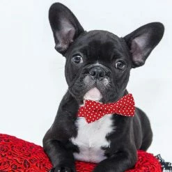 Unbranded Lionet Paws Dog And Cat Collar Avec Nœud Papillon, Doux Et Confortable, Ajuster 9 Unbranded Lionet Paws Dog And Cat Collar Avec Nœud Papillon, Doux Et Confortable, Ajuster -Pet Soin 567450246 max