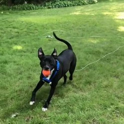 Unbranded Pet Heavy Duty Reflective Dog Leash Lead Runner Pour Chiens -Pet Soin 567451396 max