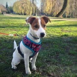 Unbranded Pet Heavy Duty Reflective Dog Leash Lead Runner Pour Chiens 9 Unbranded Pet Heavy Duty Reflective Dog Leash Lead Runner Pour Chiens -Pet Soin 567451893 max