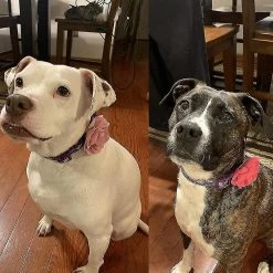 Unbranded Pet Show 6pcs Dog Collar Bows And Flowers For Girls Small Medium Dogs -Pet Soin 567452635 max