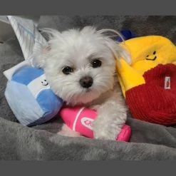 Unbranded Dog Toy Dispensing Interactive Puppy Peluche School Bag Stuffed Chew Toys Snuffle -Pet Soin 572190253 max