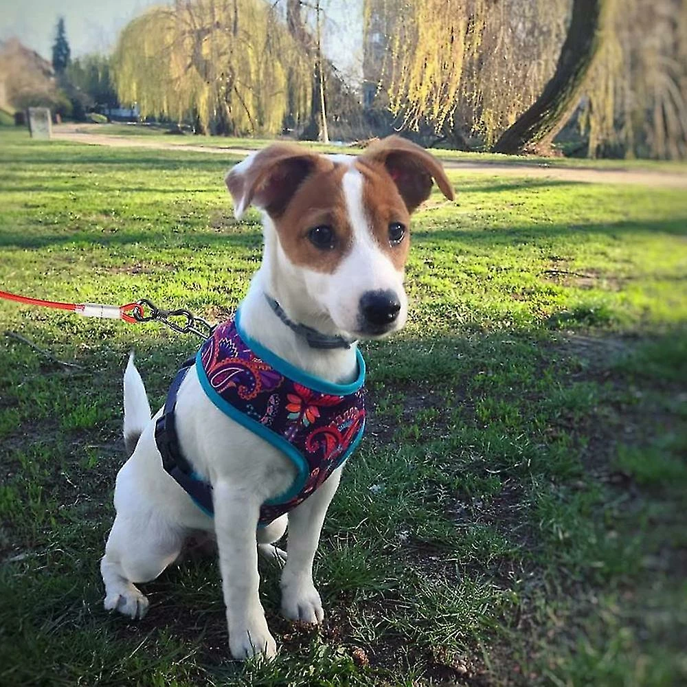 Unbranded Pet Heavy Duty Reflective Dog Leash Lead Runner Pour Chiens 5 Unbranded Pet Heavy Duty Reflective Dog Leash Lead Runner Pour Chiens – Image 5