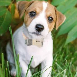 Unbranded 3pcsdog Collier Et Laisse Chien Nœud Papillon Avec Bell Dog Bandana Peau De Chien Collier Chien Chien -Pet Soin 584055541 max