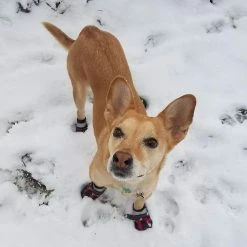 Unbranded Tflycqdog Boots Waterproof For Dog With Reflective Velcro Rugged Anti-slip Sole And Skid-proof Outdoor Paw Wear For Medium To Large Dogs -Pet Soin 588493255 max