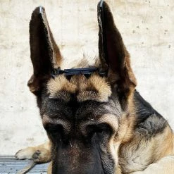 Mryenc Doberman Dog Ear Stand Up Support, Pet Dog Ear Fixed Correction Vertical Stand Avec Ruban Pour Doberman -Pet Soin 597454451 max