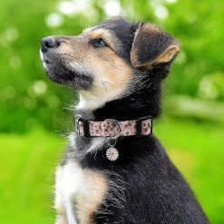 Unbranded Style Unique Paw Dog Collier Collier Collier Collier Réglable Collier -Pet Soin 604439173 max