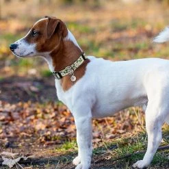 Unbranded Style Unique Paw Dog Collier Collier Collier Collier Réglable Collier -Pet Soin 604439182 max