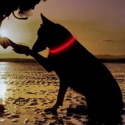 Unbranded Led Lights Dog Collars Night Safety Anti-lost Flashing Nylon Necklace For D -Pet Soin 609742554 max